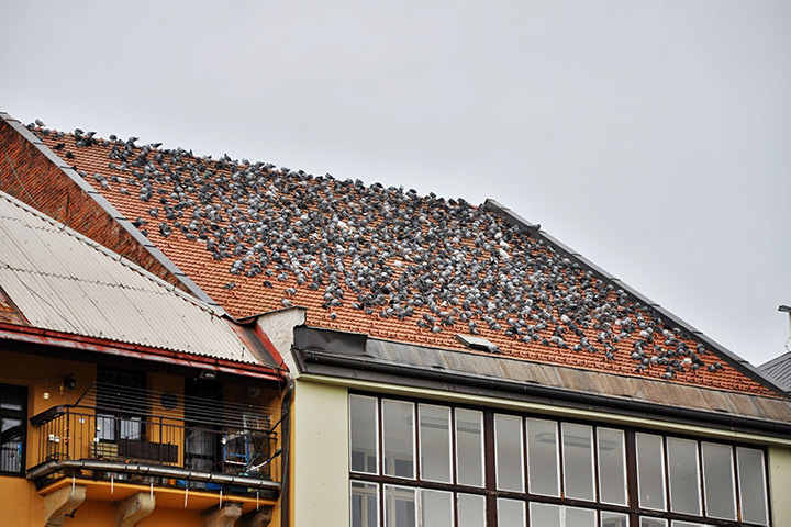 A2B Pest Control are able to install spikes to deter birds from roofs in Barnes. 
