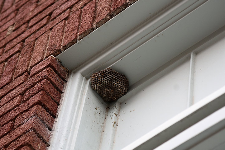 We provide a wasp nest removal service for domestic and commercial properties in Barnes.